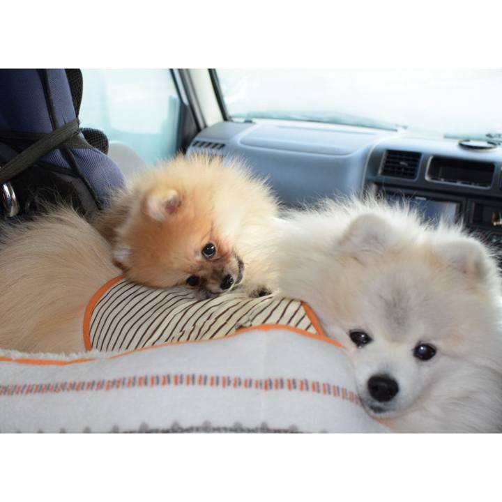 Bf3d1219 ccb8 4f06 b54e 1db6b411c6a8 1509839541084