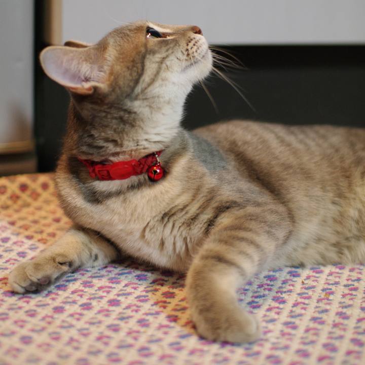 Bf42afe9 acc1 4a9e b8f0 73374213b3ab 1542255344040