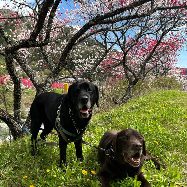 Bf4342fd 465b 4940 8d36 326e81b574ea 1777087336440