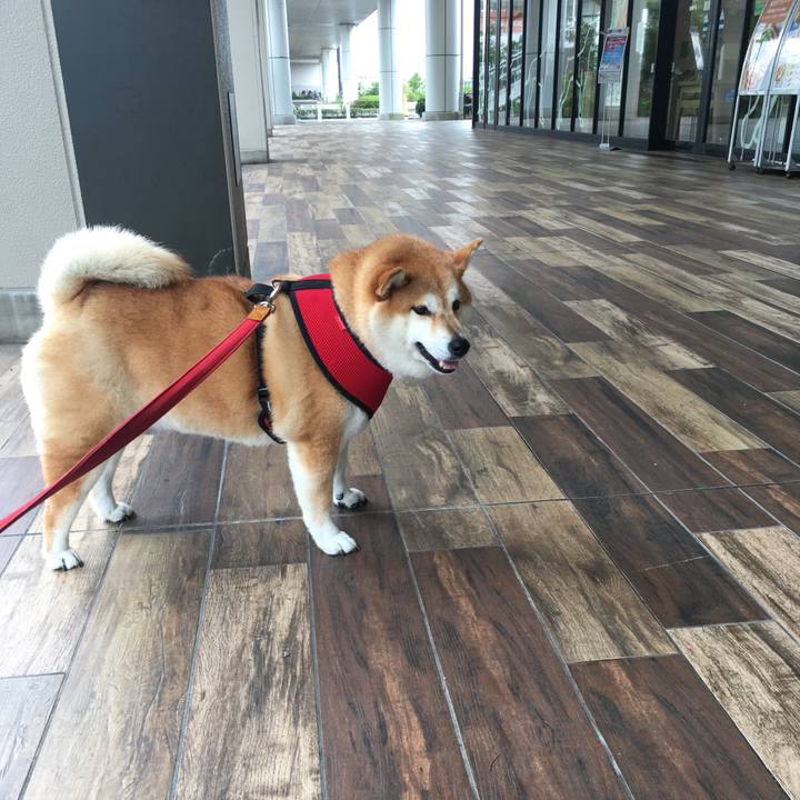 Bf43b089 bf89 42dd b41d 3976ca2f4acd 1595920933227