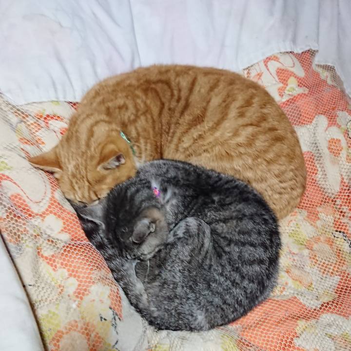 Bf47a1f8 e46a 40b3 b748 a003ea65291c 1581163395681