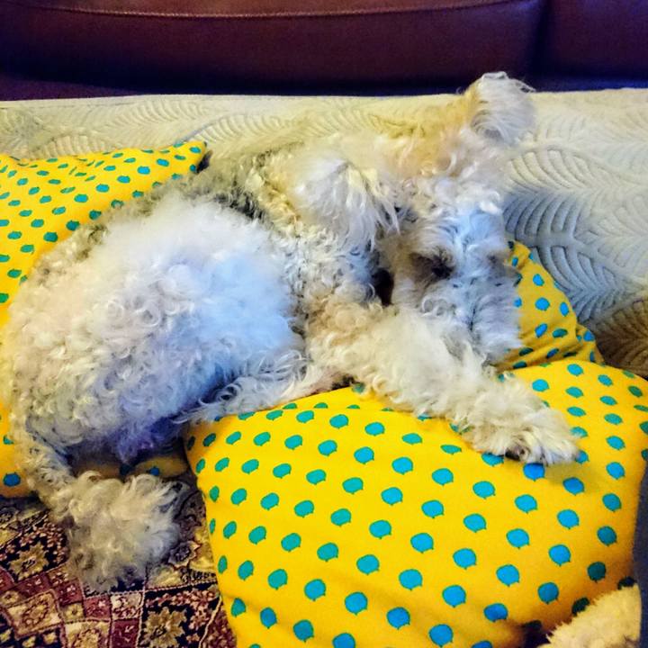 Bf482390 e40b 4c0d 98ca 7a4588ebb478 1549456962580