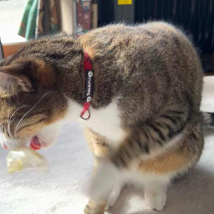 Bf4ab5a0 ee9e 4306 a31c f738308289ed 1742880606347