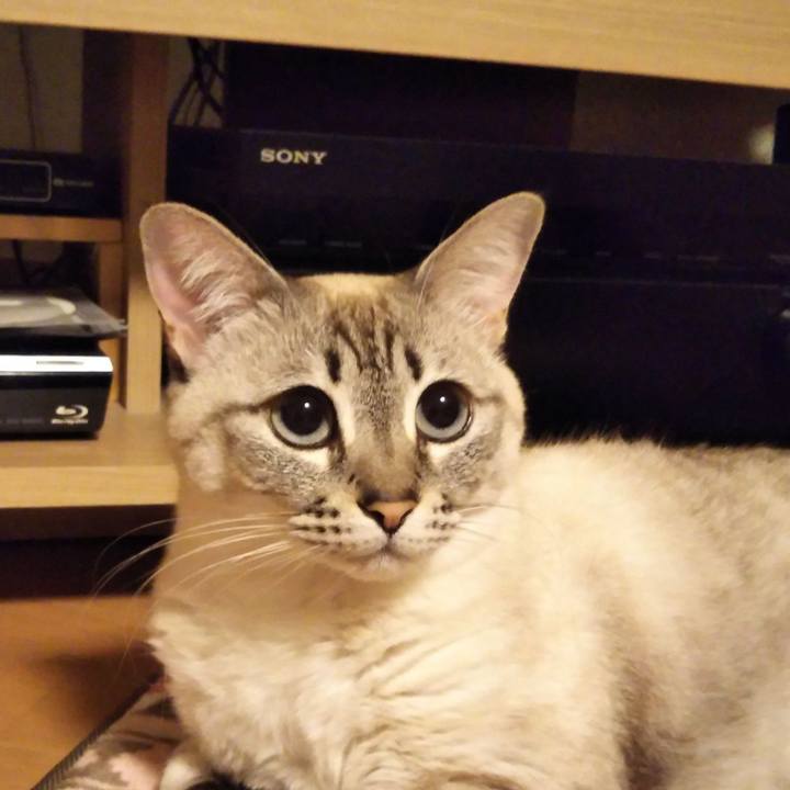 Bf4e1a99 1d8b 4642 b42a 2767abb83e4f 1547549478826