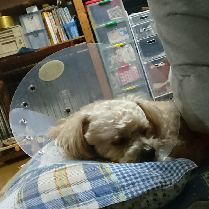 Bf534ceb 2b38 44da 95f4 77b1fc1b6409 1560865437826