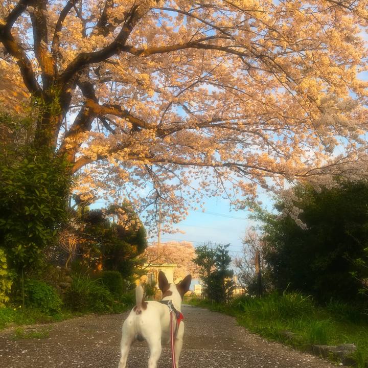 Bf539811 98cd 4242 89b2 ee24cb2533cf 1522149691358