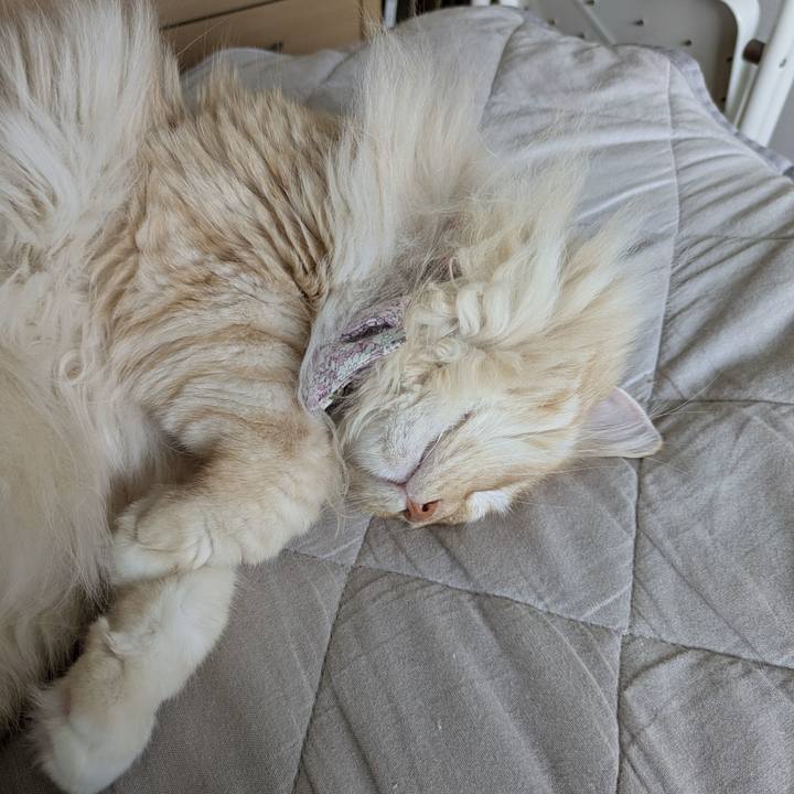 Bf53ab4a 75c5 4c15 a3d8 1fdea11cbcfd 1754353602896