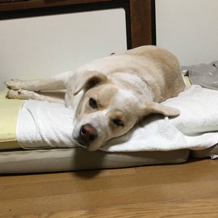 Bf546f26 581c 470a ac1f 2ed47cace4ce 1542455520491