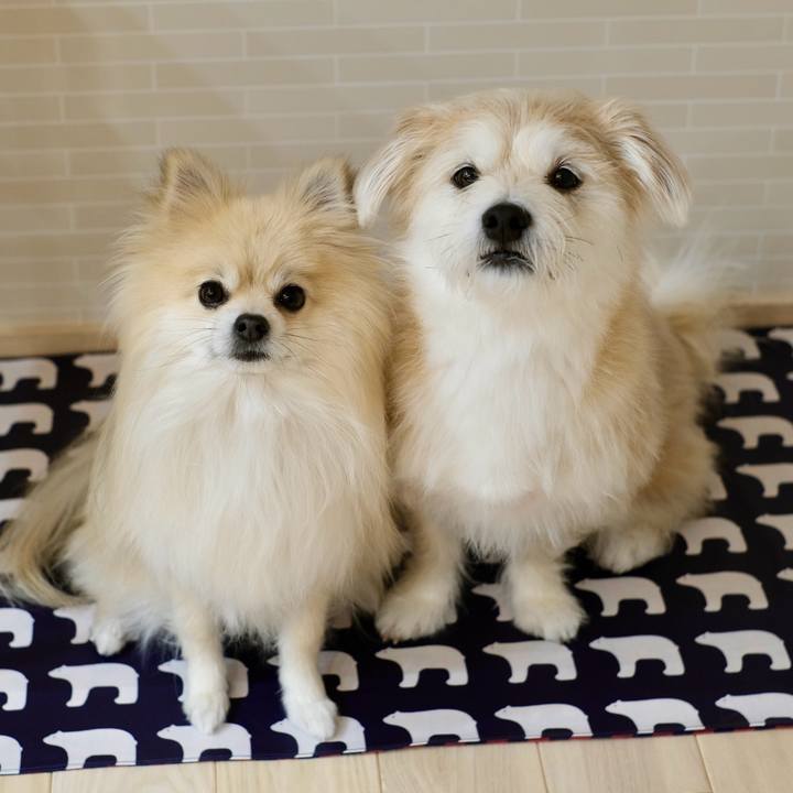 Bf589d3f d680 4c0a 901a 06180a2dd527 1770070428235