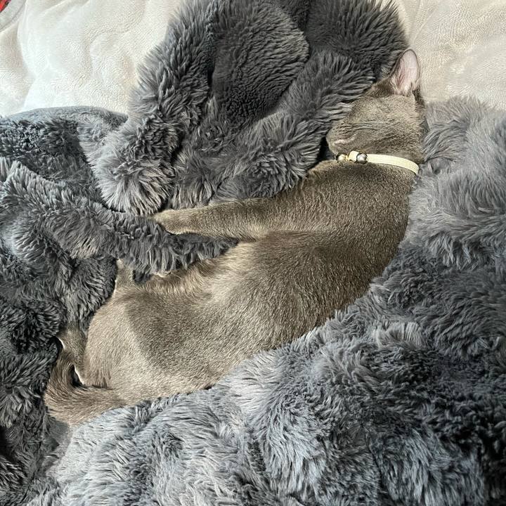 Bf598486 9407 4107 85fb 7812268accfe 1699079662821