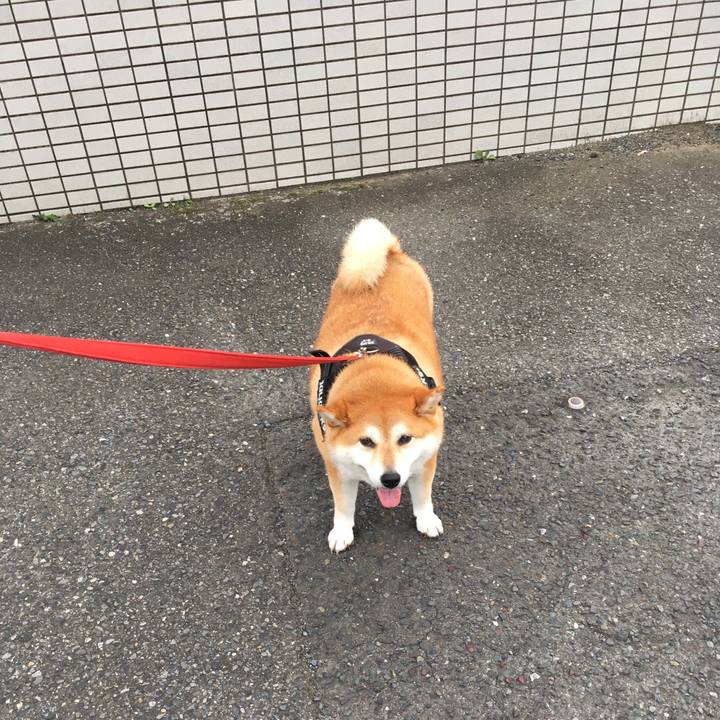 Bf59a2db 17ee 4b08 bbbf 5c8eddaa81a0 1595407329949