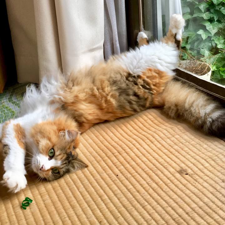 Bf681896 336a 45f8 a628 81975aa03170 1565580003671