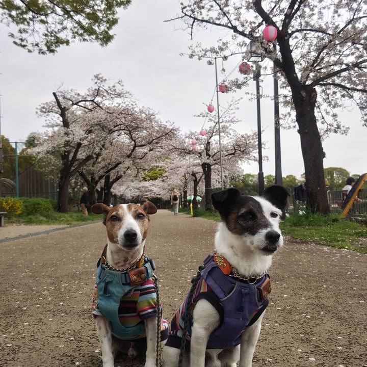 Bf686fd1 34fe 4b72 a744 237fd3b79073 1775365155869