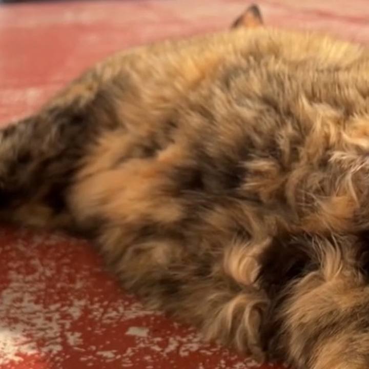 Bf69cc75 4b98 46dc 9dd4 912e644069a8 1731034824978