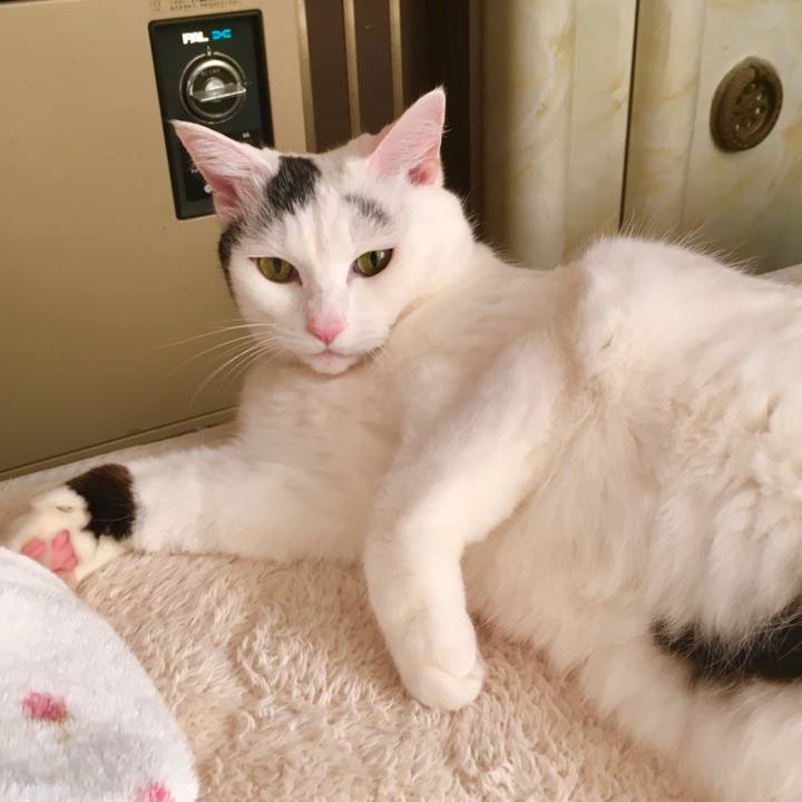 Bf6d273c fc45 4f03 9d8f 3eb2144771dc 1574754998797