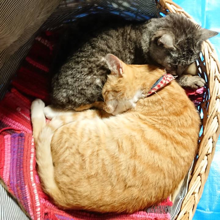 Bf70e8d1 a0d0 4f52 a721 bfabc1bcf148 1561875422303