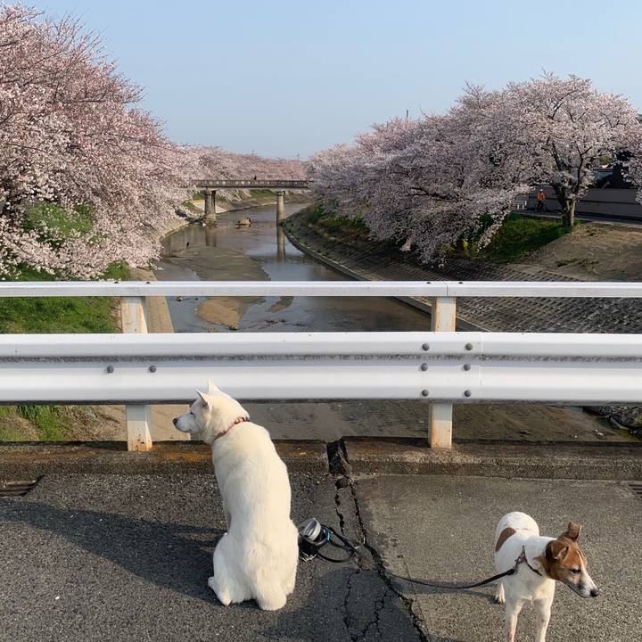 Bf719e52 4cd0 469e aa85 ce0c0a71f754 1554511965575