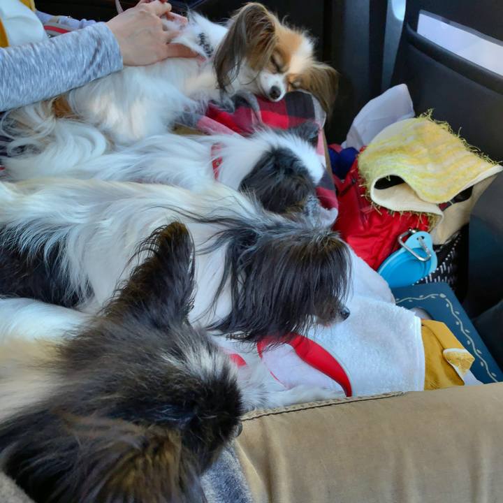 Bf71b4a0 40b6 4640 81bb a7c4b0767c4a 1556867685873