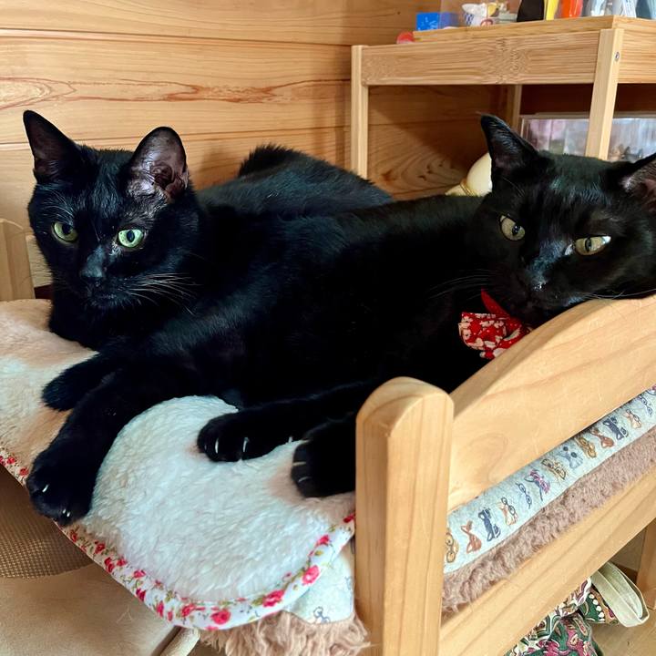 Bf71d528 1d33 4288 9f1a 50a0cbc6c702 1699156269323