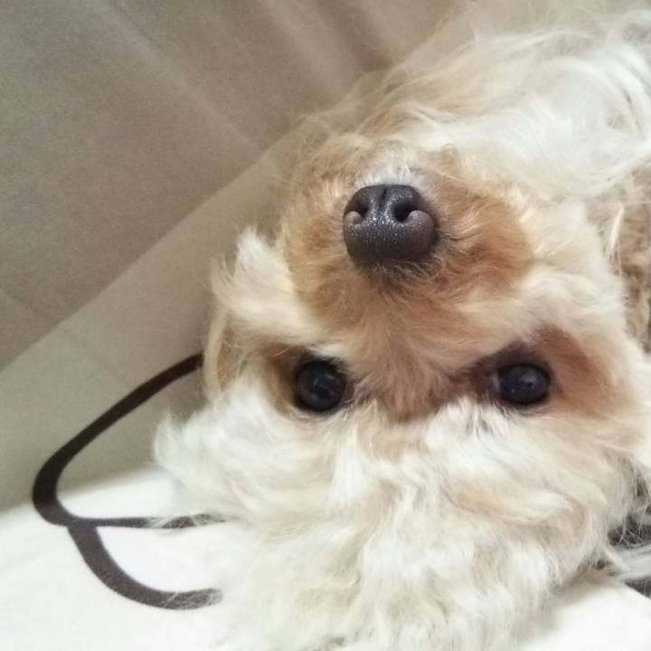 Bf7340bc 7992 4312 8dda a2353d1320a5 1555765097512