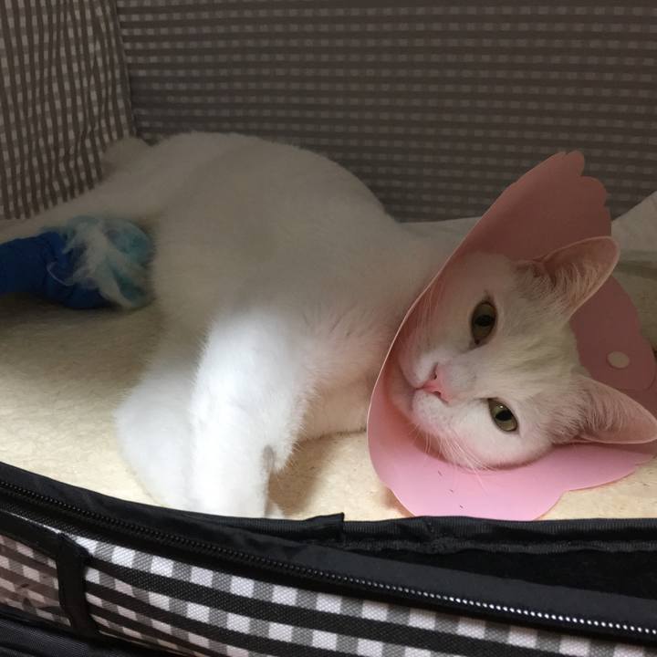 Bf7352a9 b119 4c3a 8255 9a9b9fc21732 1533474777655