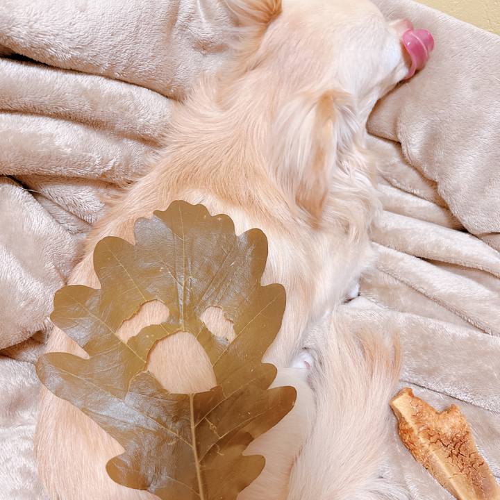 Bf74069b a272 45ed 93fd ec1fd2a8c04d 1653130089376