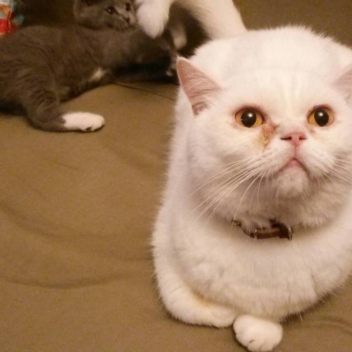 Bf740966 3785 4135 8121 ffe787e62440 1532470778859