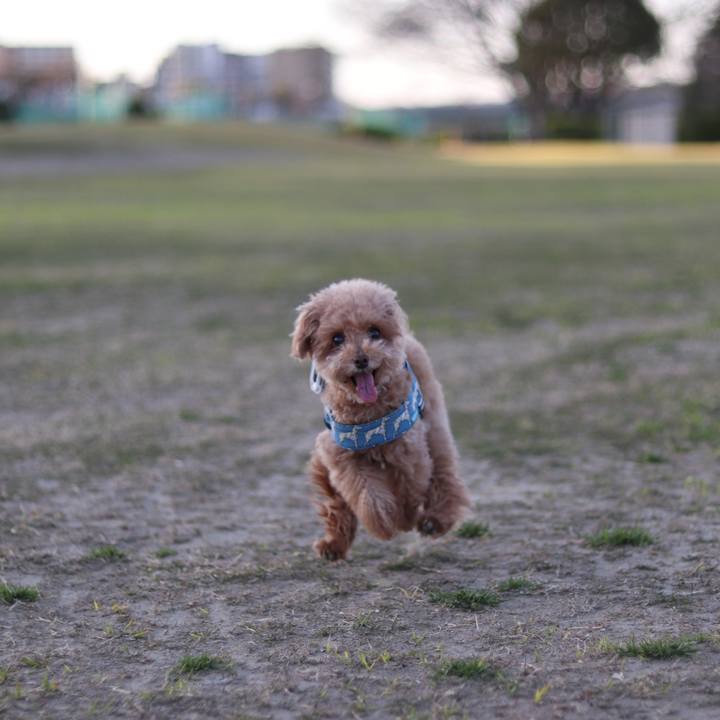 Bf787e6b 8455 4e61 a993 82781f48bbda 1584703562507