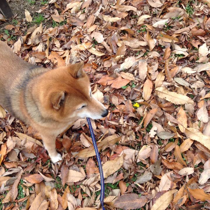 Bf797129 8043 4f88 9e22 c0d0a9f6992c 1544235854441