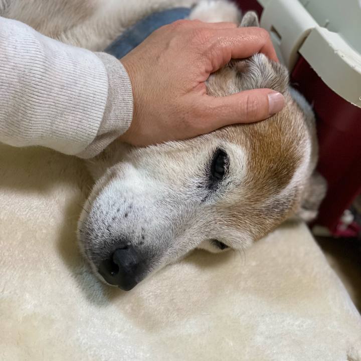 Bf7b00ac 2045 4c26 848f ebe78fc328ae 1638359194282