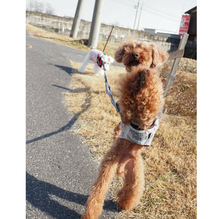 Bf7b613f db9d 4deb b323 e3588c187559 1513601605754