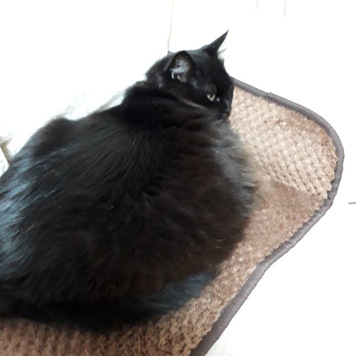 Bf7bb0bc cf34 447d a8b8 5f2d80eff3af 1517222590332