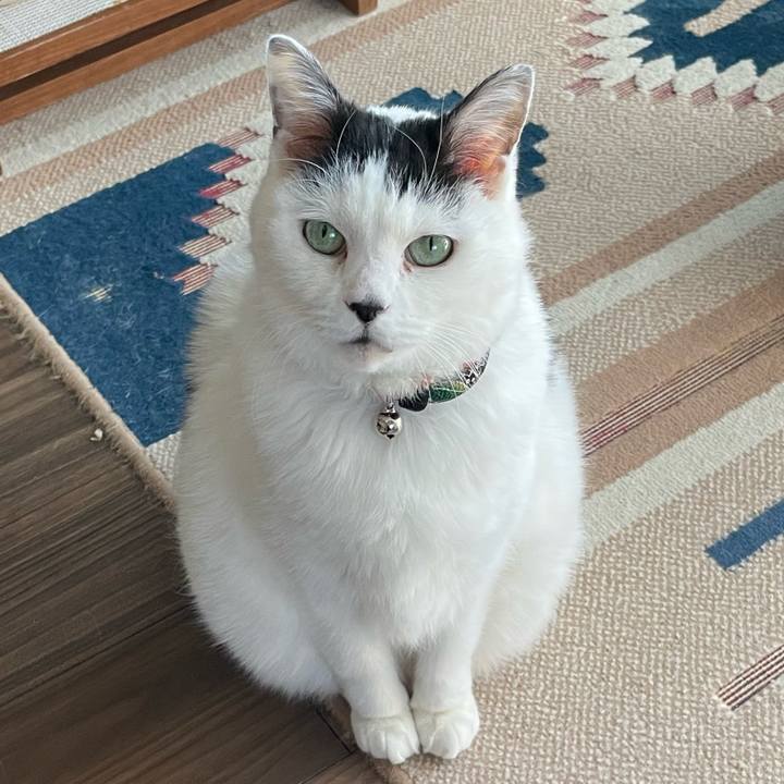 Bf7bdcc2 9fc0 402b a924 1ad87af416b4 1765100407557