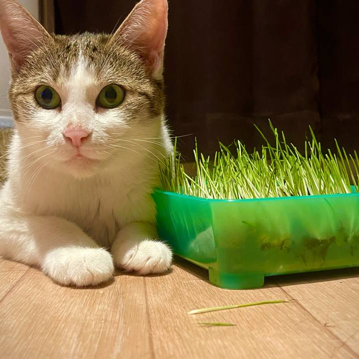 Bf7d47bc 14b9 4e44 b08a d91d723e1846 1628336425141