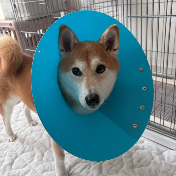 Bf7eb690 c358 466d 806c 506fdd2e56db 1771122104839