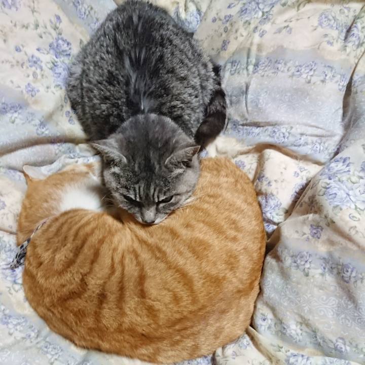 Bf817949 5e79 485e a12f aaeb42ff3fb3 1576065653869