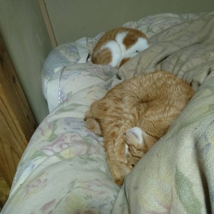 Bf817ac1 ca70 4dc7 8b56 37230e08ec0b 1771416734620