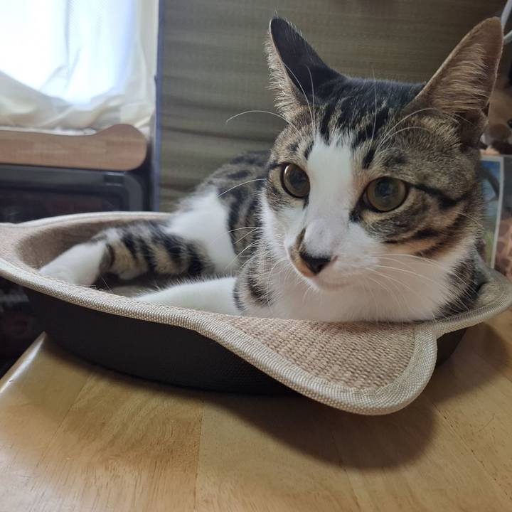 Bf82872e b2dd 4f11 b11c 2b80f84f2ac8 1754394476791