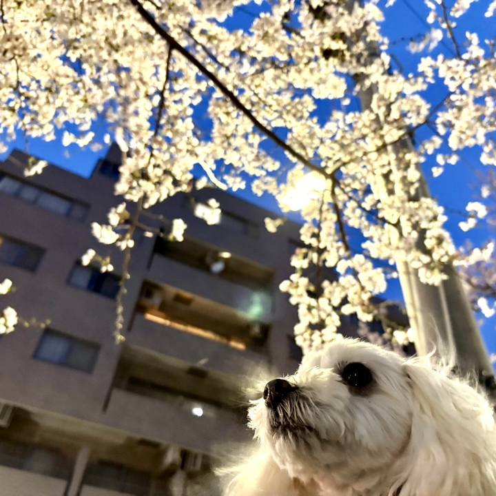 Bf850be2 a161 4e7b 8f12 292bf40c802d 1774786472781