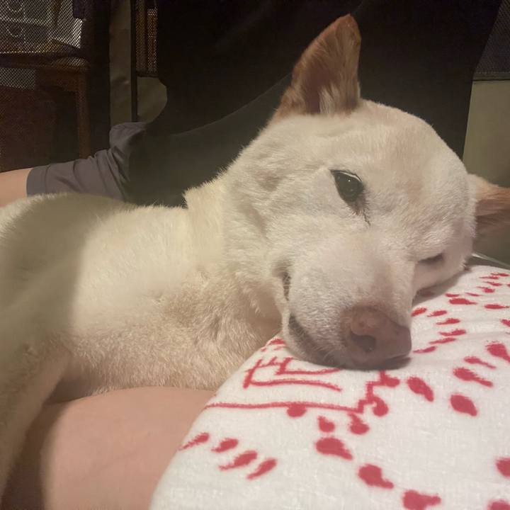 Bf85bd9f 2799 4445 b64a 49a3e5e038b2 1662547975903