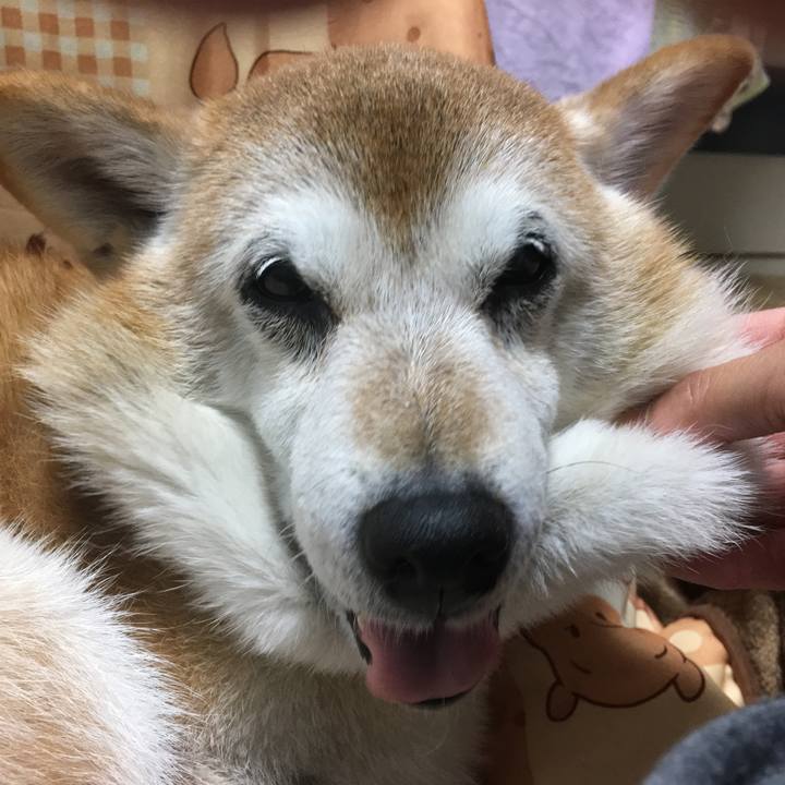 Bf863ee2 420a 44bf b476 f5820fb86ffd 1510922936296