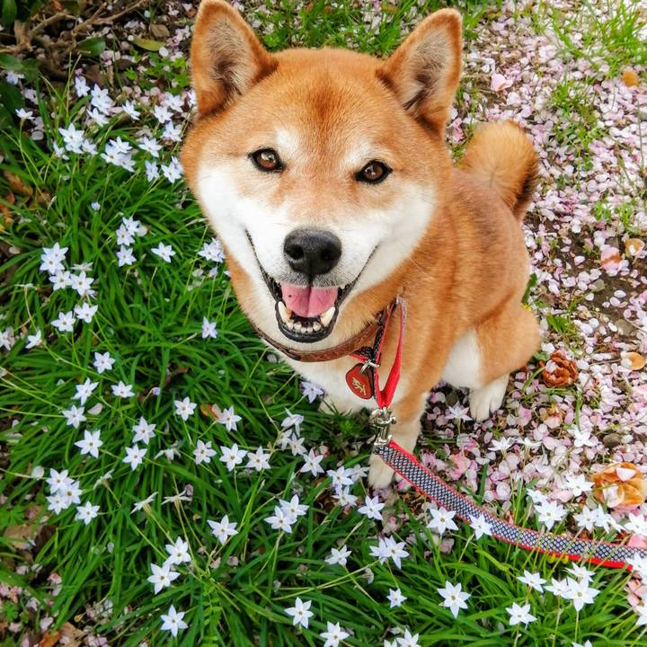 Bf87c2c4 1413 4e30 99ac 25410f00e082 1617347812959