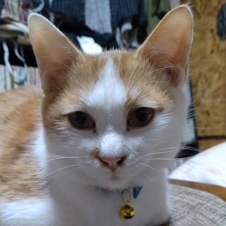 Bf88fdd8 463f 42bc 81e4 c853b8e3d34b 1734255256642