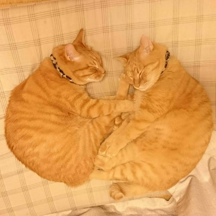 Bf8a77dc ea0a 45d8 b54b 657963a46a68 1535509857709