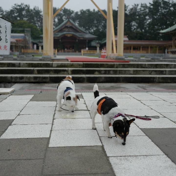 Bf8a92fc a8bd 4ec7 87e6 4ef047cb3088 1525666728313