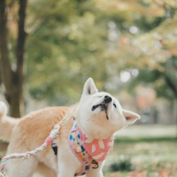 Bf8bd2d8 8e2e 42fb 9c4d e0c4305e008b 1639005828652