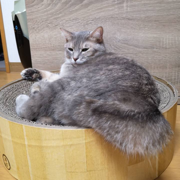 Bf8c3afe cf88 4b3c be19 4eb10b0d804d 1574495955169