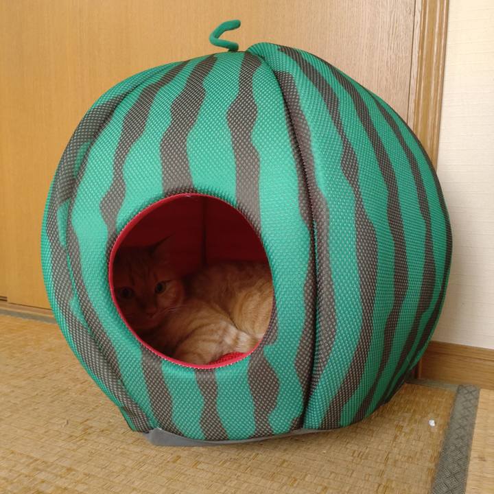 Bf8d2034 832b 434d 9850 a5a828dd22e4 1628829780961