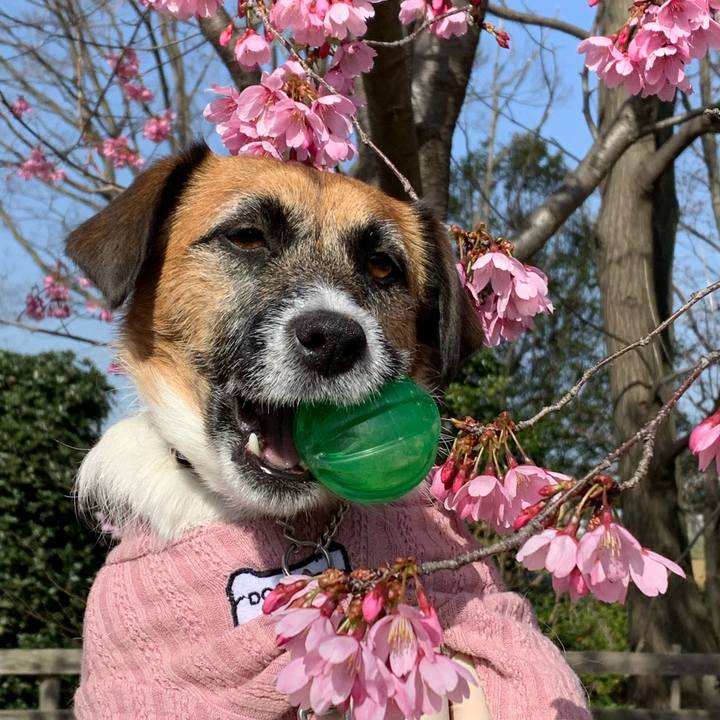 Bf938088 f1e6 4952 a92c f07fc7b2c3c9 1584843913435