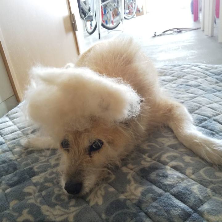 Bf939772 1b1d 4aa4 99bd 2047a7d4121c 1575083236914